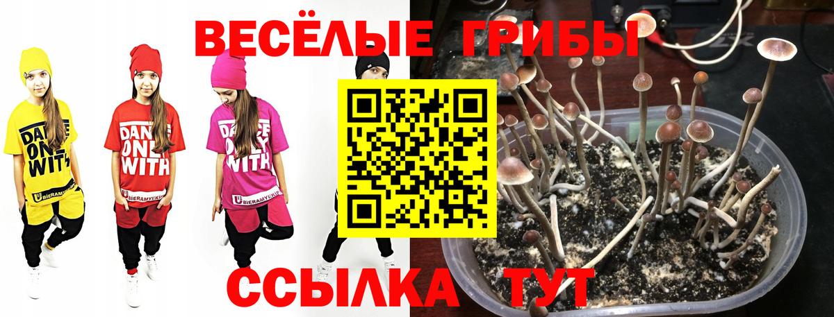 купить наркотики цена  Псилоцибиновые грибы GOLDEN TEACHER  Вход с VPN  Раменское  Галлюциногенные грибы Psilocybine cubensis 